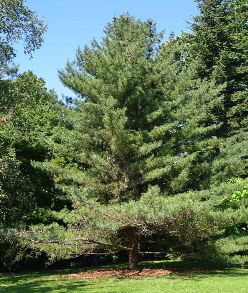 Pinus koraiensis – en sjelden furuskjønnhet fra Nordøst-Asia