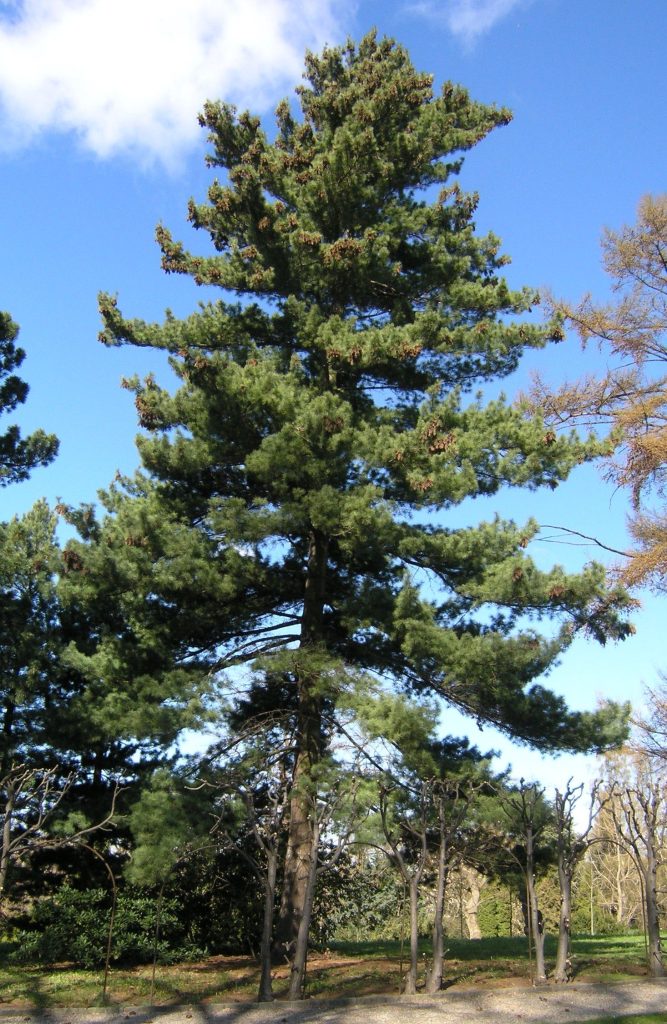 Pinus strobus – Lord Weymouths favoritt