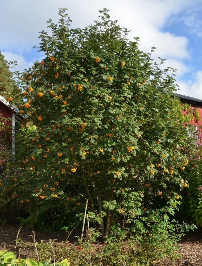 Sorbus ’Sunshine‘ – rogn med lysende gule frukter