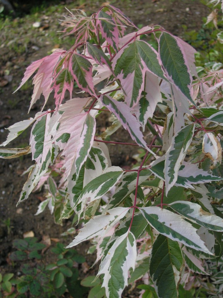 Acer negundo ‘Flamingo’ – asklønn med hvit-rosa-grønne blader