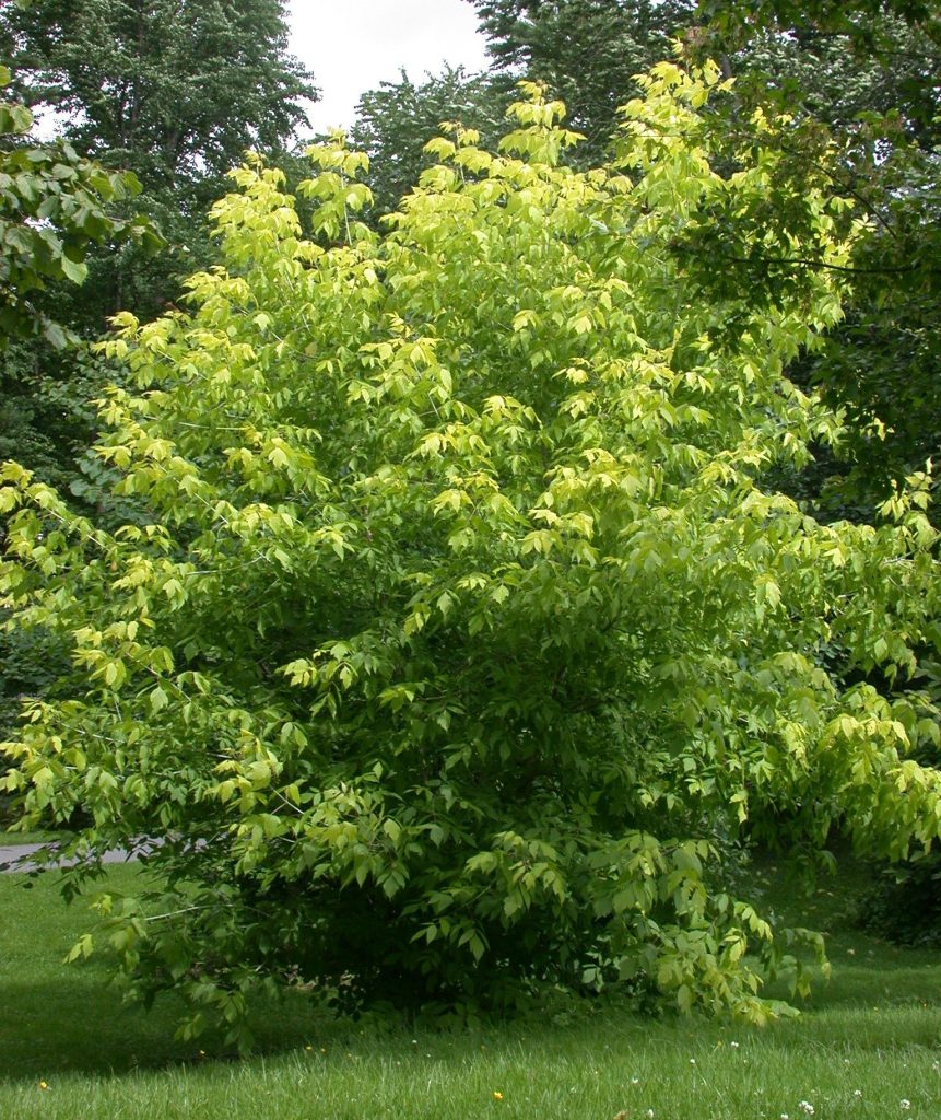 Acer negundo ‘Kelly’s Gold’ – asklønn med gule blader